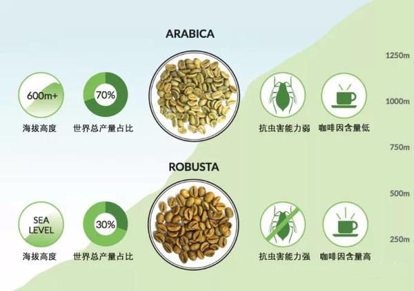 咖啡豆三原种:arabica阿拉比卡种 robusta罗布斯塔种和liberica