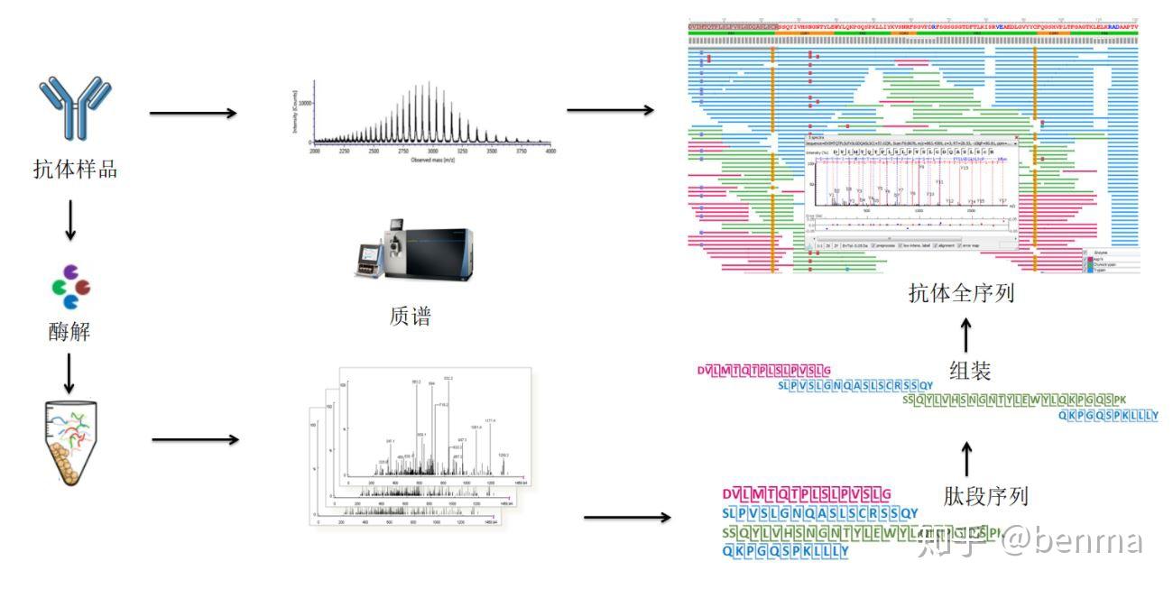 年bsi首创应用利用多酶解技术,高分辨率质谱和独特数据分析的抗体测序