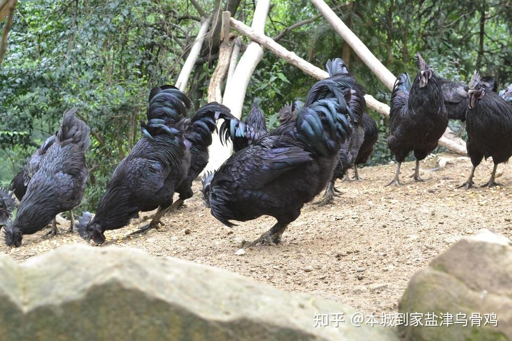 盐津乌骨鸡和五黑鸡的区别