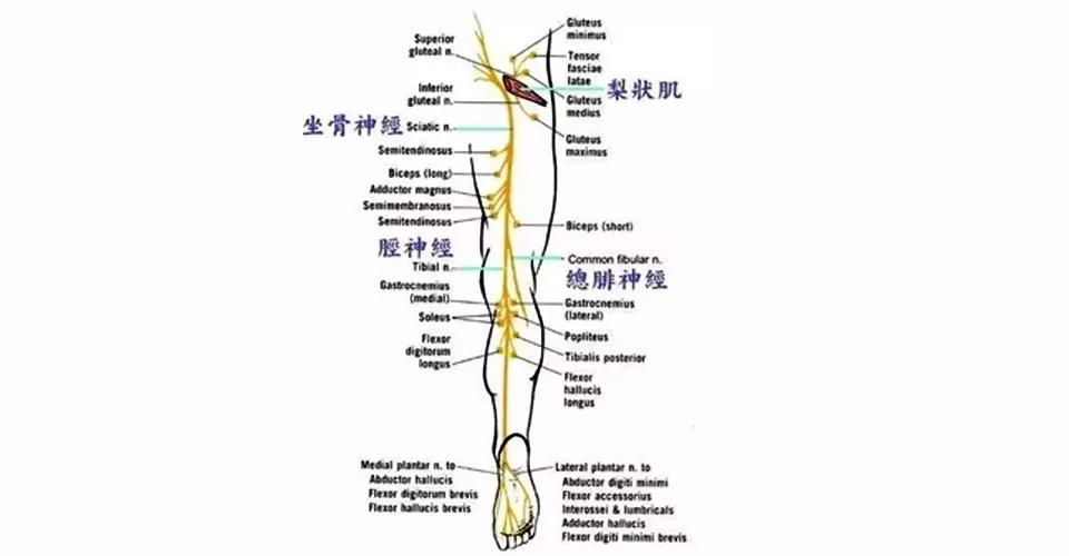 坐骨神经痛常见的症状有哪些