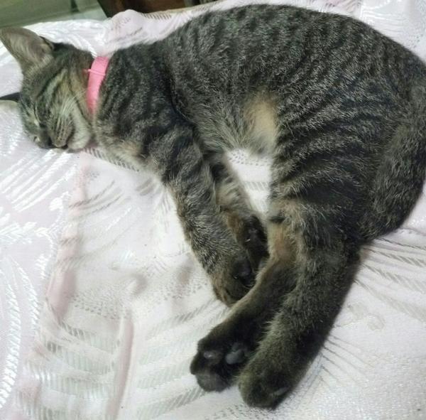 养一只灰色土猫(不是狸花猫)是一种什么样的体验?