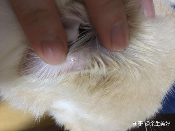 宠物猫毛囊炎了怎么办?