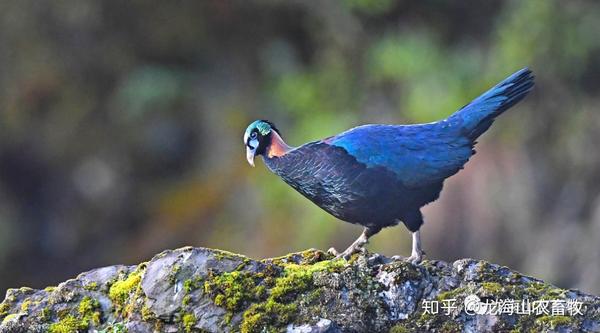 绿尾虹雉