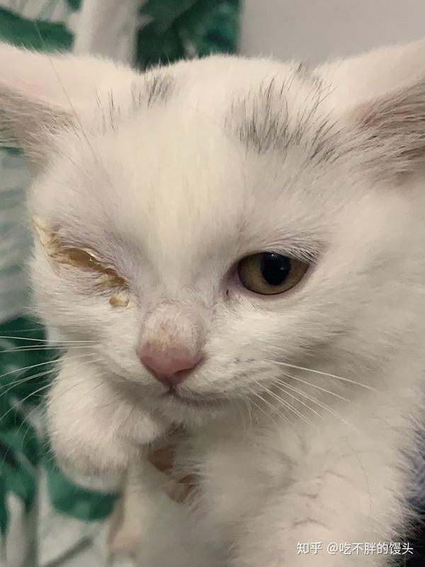 猫咪眼部分泌的红棕色眼泪是什么问题?