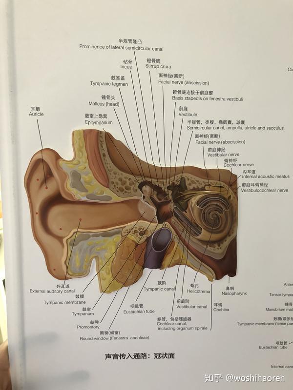 人的耳部分为外耳,中耳,内耳