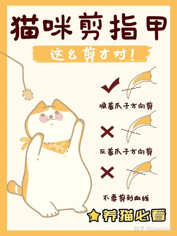 顺着猫咪指甲生长方向剪  ×反着猫咪指甲生长方向剪 ×剪到猫咪血线