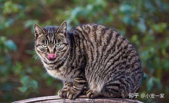 狸花猫的寿命有多长一旦有这些特征已经是老猫了
