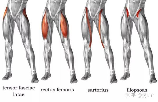 rectus femoris,rhomboid 阔筋膜张肌 sartorius: 缝匠肌 iliopsoas:髂腰肌 rectus femoris:股