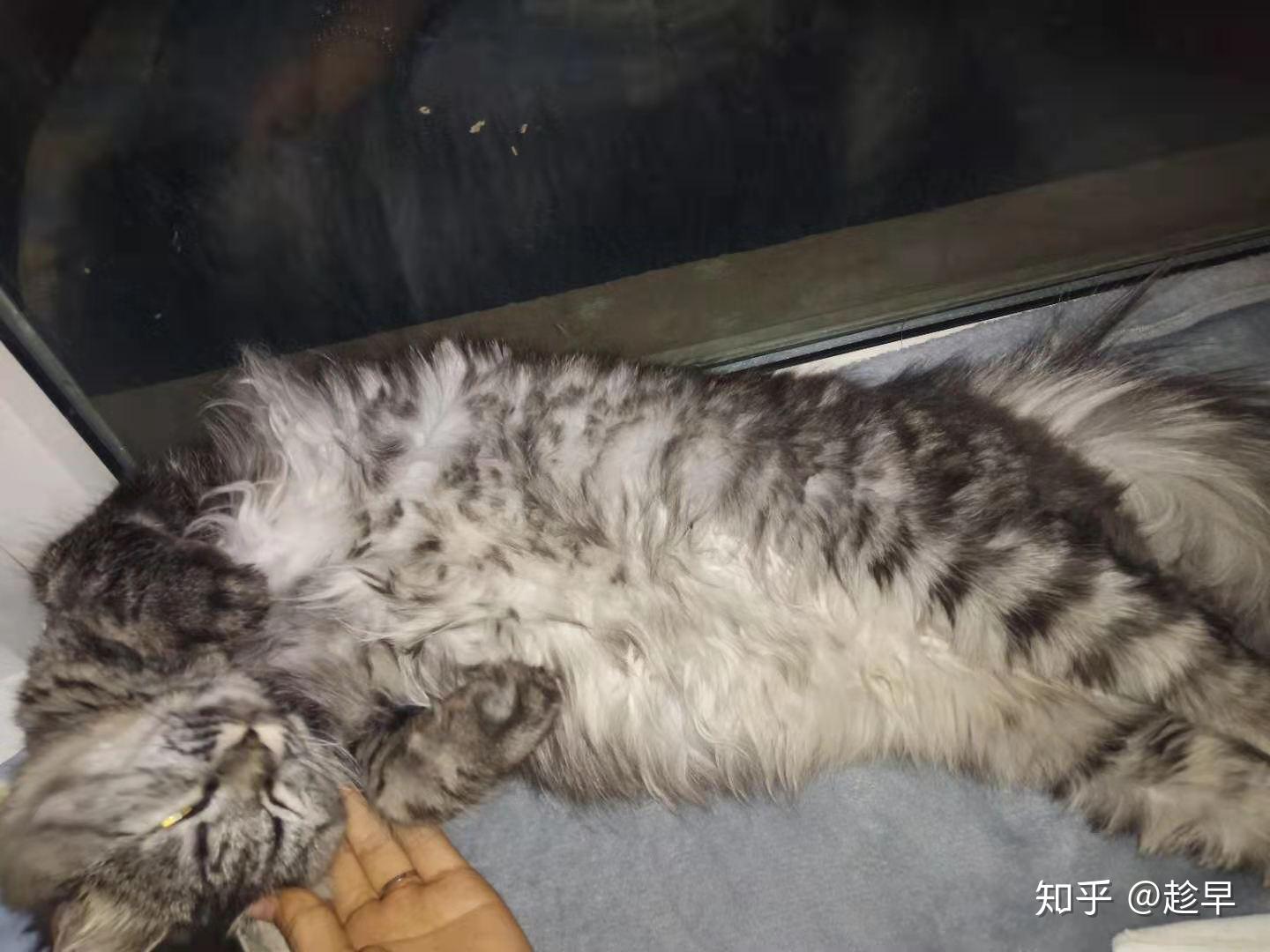 孩子去医治拉稀呕吐,吐猫粮吐黄水厌食不发烧附我家两只猫的猫瘟症状