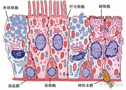 较小,为干细胞 3, 气管 三层结构: 粘膜层:上皮(假复层纤毛上皮) 固有