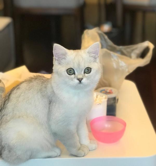 最好买个伍德灯,可以每天检查一下有没有新的猫藓出现.