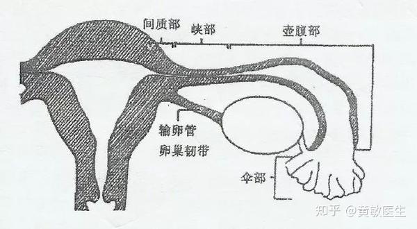 2,壶腹部:此段占了输卵管50%的长度,口径也最粗,内壁薄而弯曲,这里