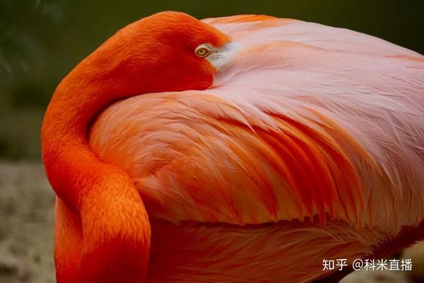 橙色火烈鸟(orange flamingo)|"哇哦,这是鸟界的维密吗?