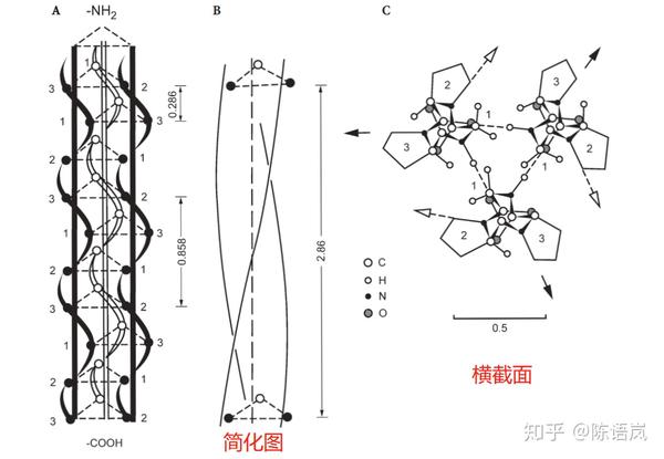 胶原蛋白三螺旋结构示意图