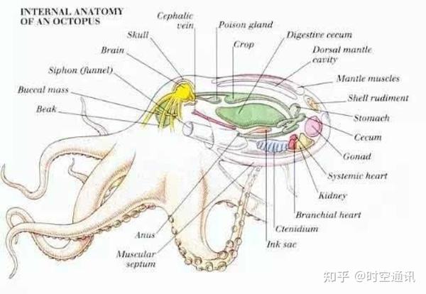 章鱼的身体构造