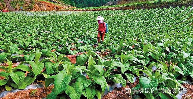 烤烟黄叶死苗如何预防烤烟根腐病死苗怎么办烤烟枯萎黄萎病用根小子