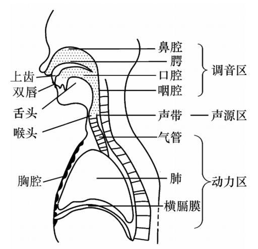 共鸣器官由口腔,咽腔,鼻腔和胸腔构成,信,息,信息