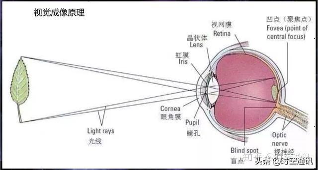 人眼睛能看多远没有自主权决定权在要看的对象让不让你看