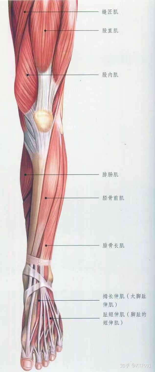 腿部及足部周边肌群解剖图