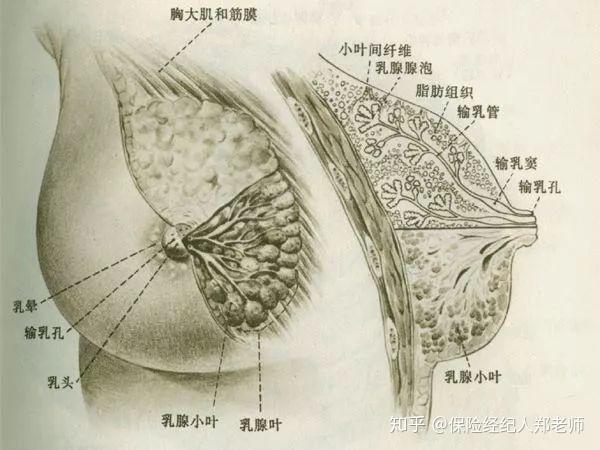 乳腺结构图