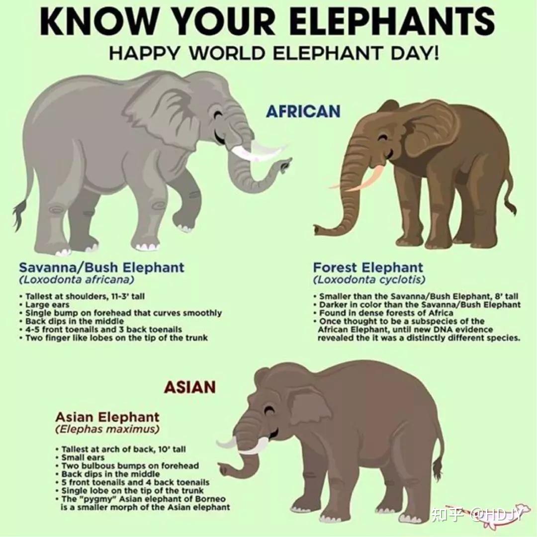 来源:world elephant day非洲象(孙晋强/摄影)非洲象(孙晋强/摄影)