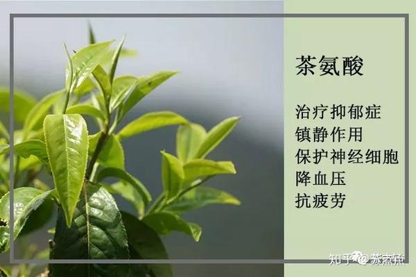 茶氨酸的合成