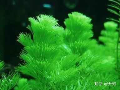 水族草缸入门小百科(6):新手水草介绍