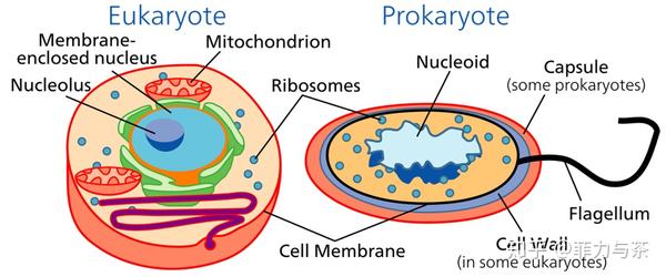 原核细胞(prokaryote)和真核细胞(eukaryote)