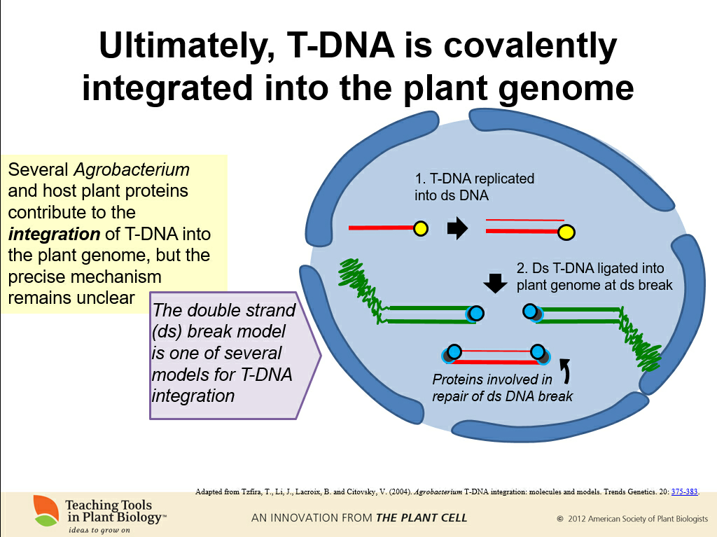 农杆菌转化法中ti质粒中的tdna是如何插入目标染色体的dna中的