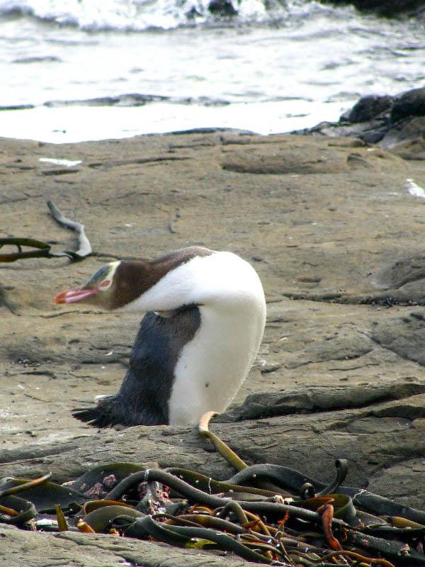 去新西兰旅游什么线路值得推荐?几月出游合适