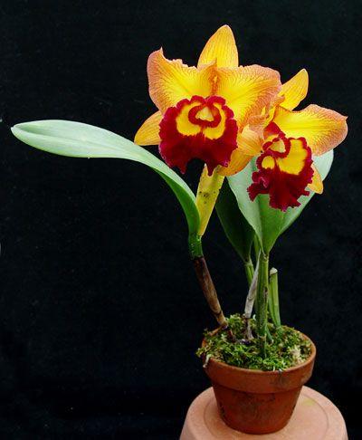 哪些花适合春节摆放 01a80411f448f6eec9e7424f303038ab_r.jpg