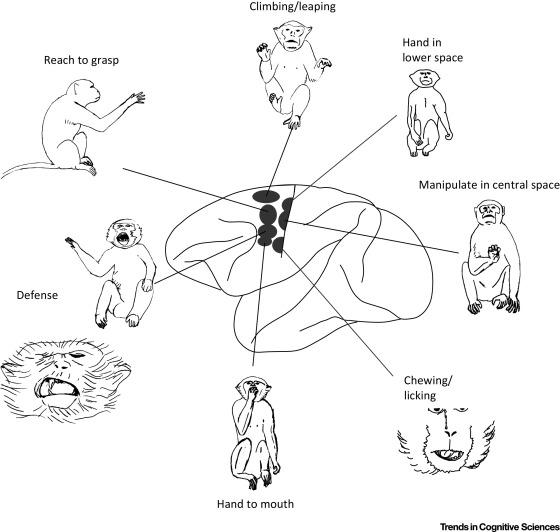 腦科學界著名的「感觀侏儒(sensory homunculus)圖」是如何得出的? - GetIt01