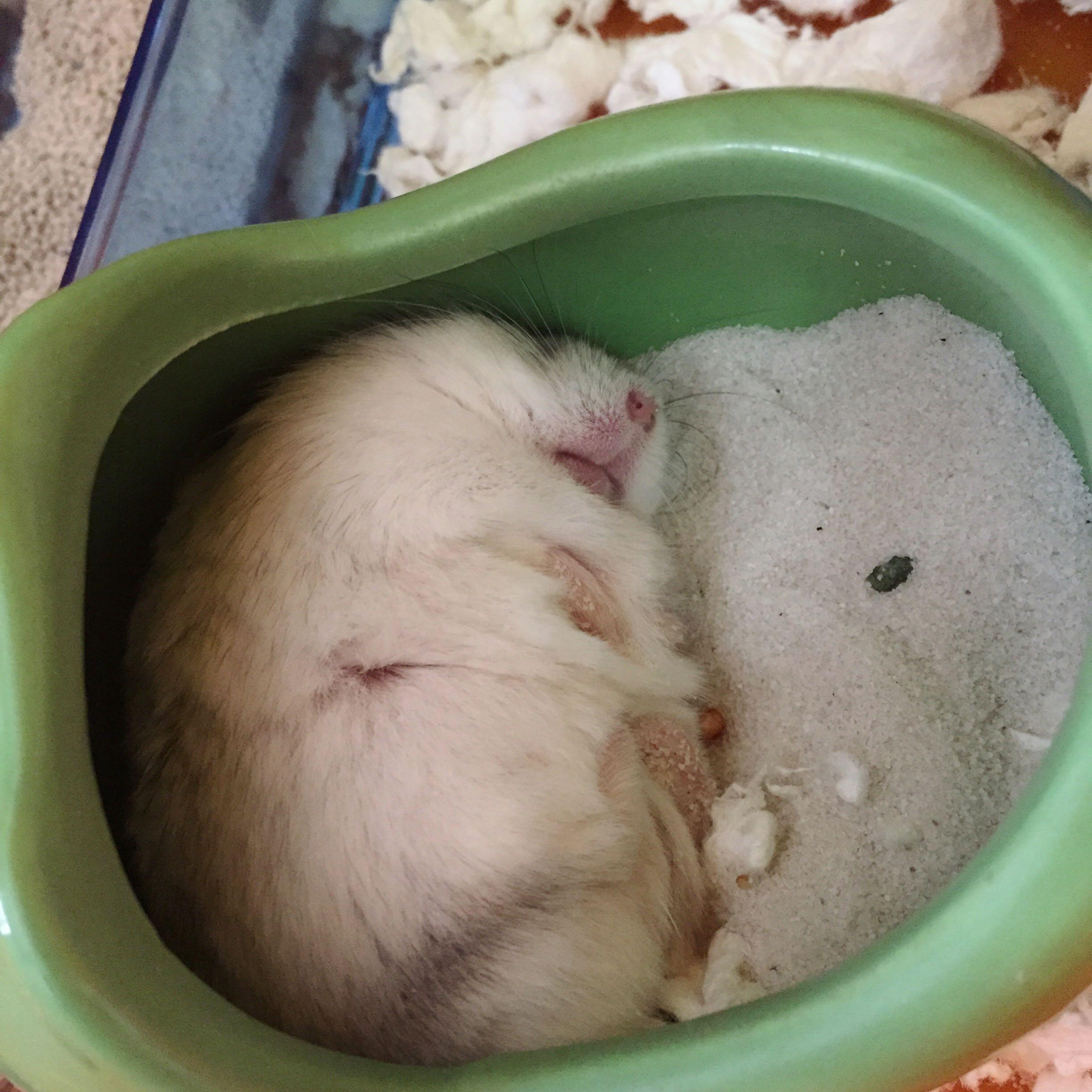 仓鼠睡觉环境图片