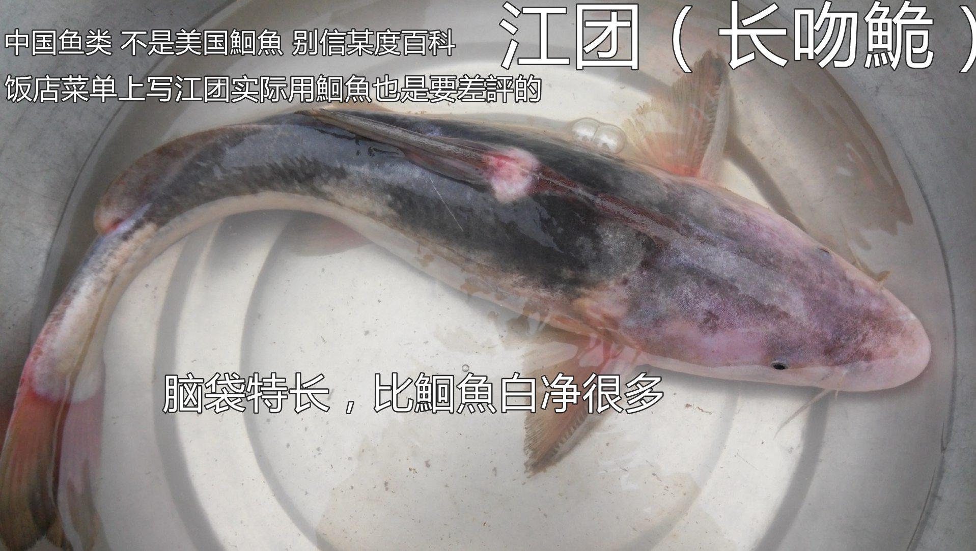 鲶鱼真的非常脏吗