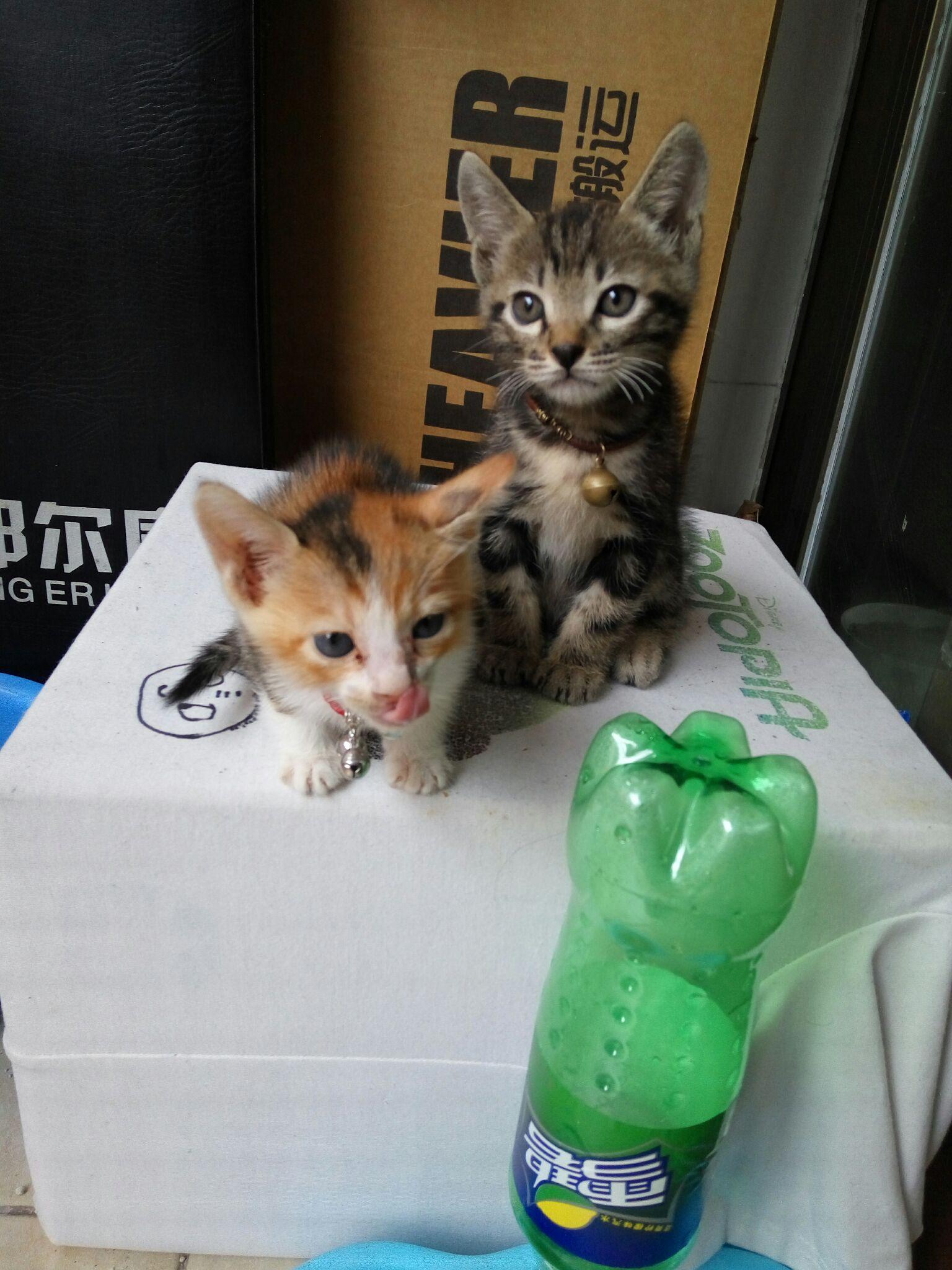 意大利图兰朵计划硕士留学,北京哪个培训学校