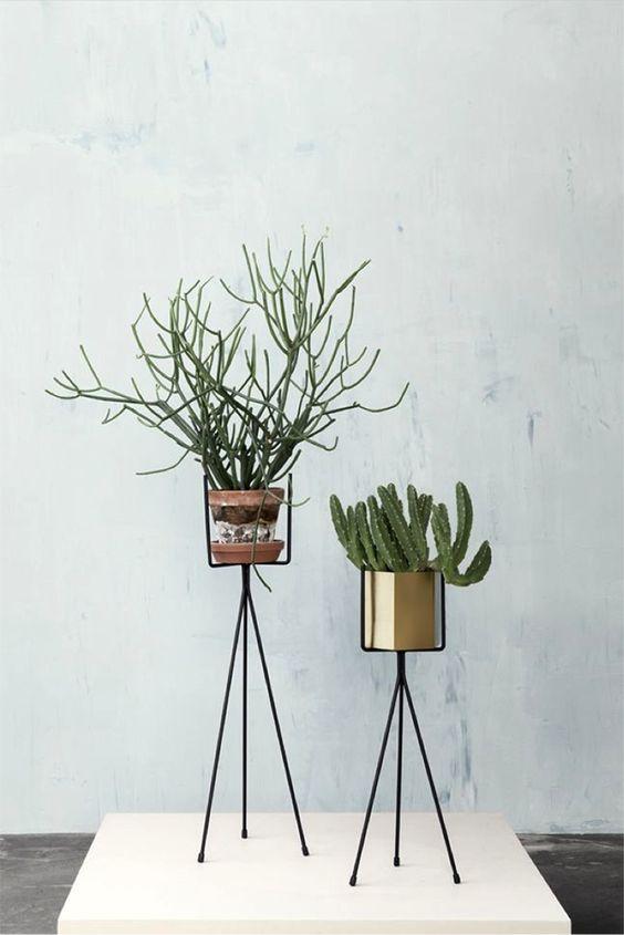 关于北欧风格室内常见植物的整理 知乎