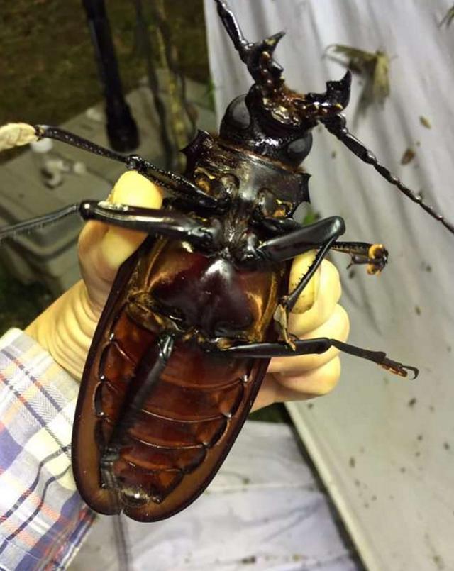 转载在森林里发现这只罕见的昆虫界巨无霸它就是罕见的泰坦大天牛