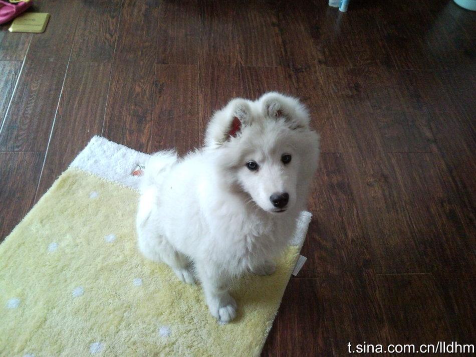 养狗人士常说「我家的狗不咬人」是一种什么心