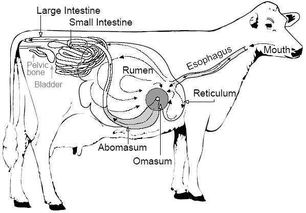 奶牛四胃位置图解图片