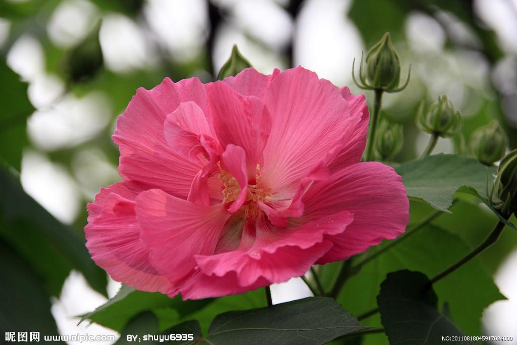 有哪些家乡很常见但外地没有的蔬菜呢? - 匿名