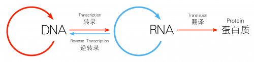 十年诺奖回顾｜RNA干扰技术的发展——记2006年生理学及医学奖 - 知乎