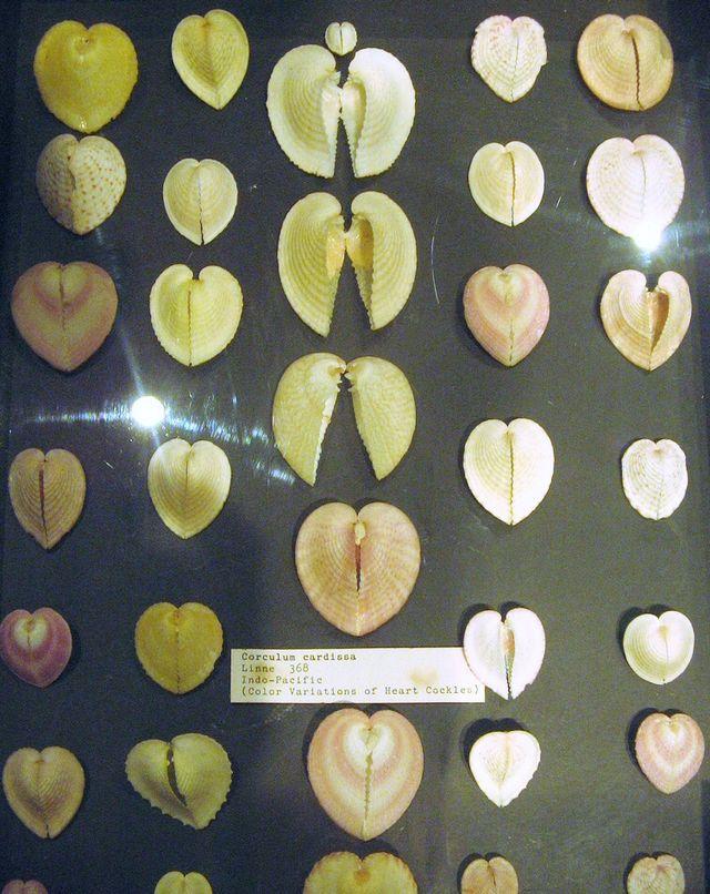 贝壳类生物有没有心?