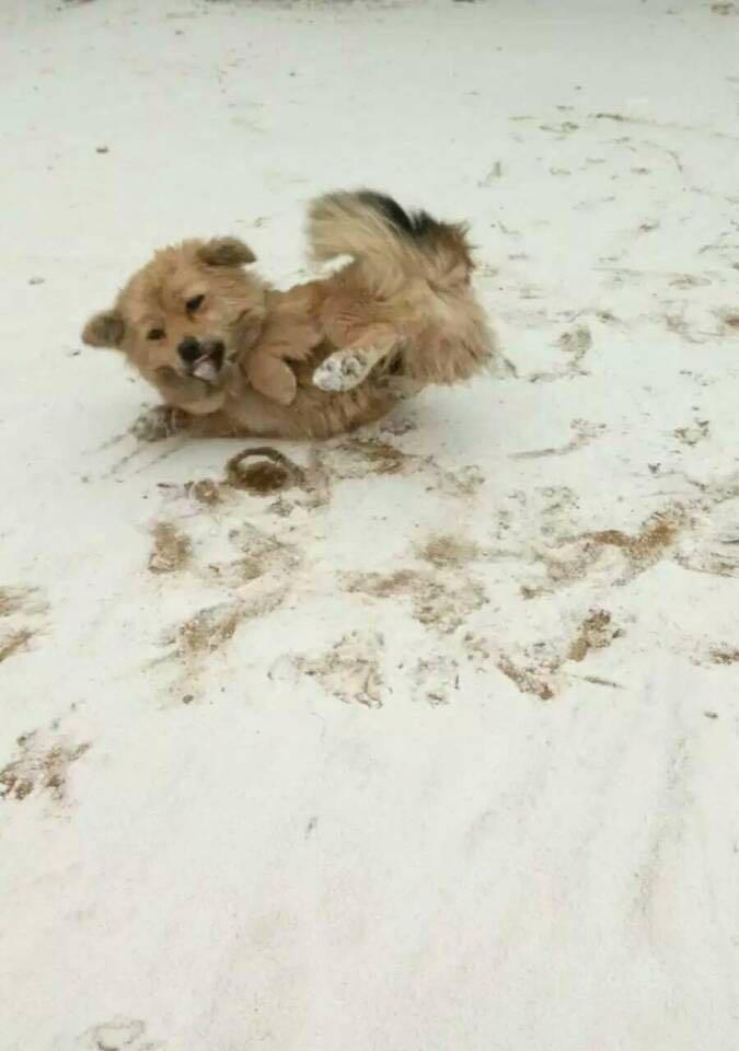 怎么回应家长的英语都没学好学什么日语? -