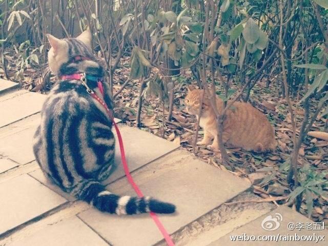 为什么有人遛狗,却没看到有人溜猫。换句话说