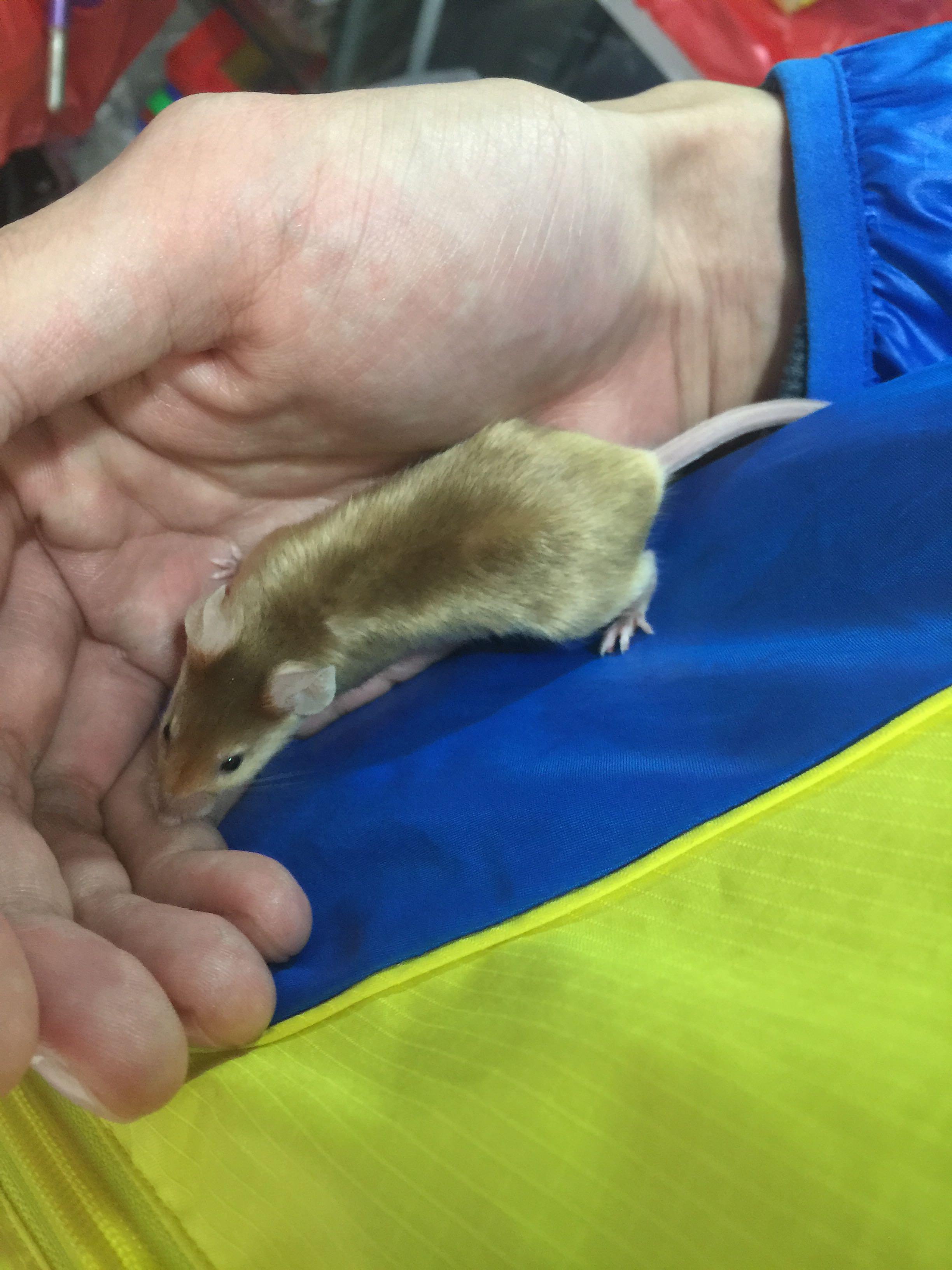 这个老鼠叫什么名字?金色,尾巴长,红眼睛?