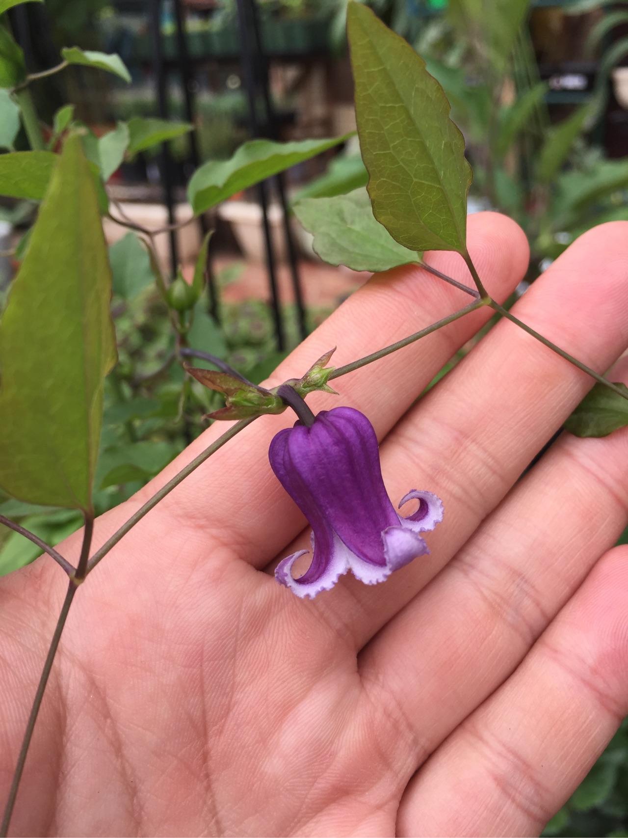 各种切花开始养花必种菜,回想下今年的收获吧,从吃不完的苦菊,罗莎