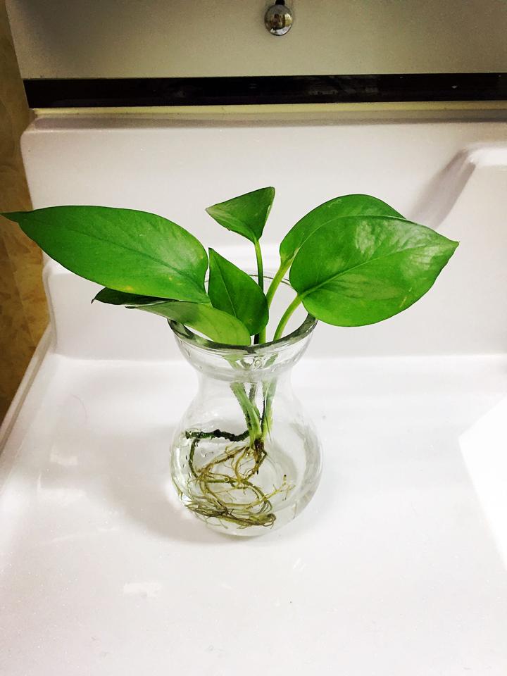 水耕栽培 知乎 水耕栽培 知乎