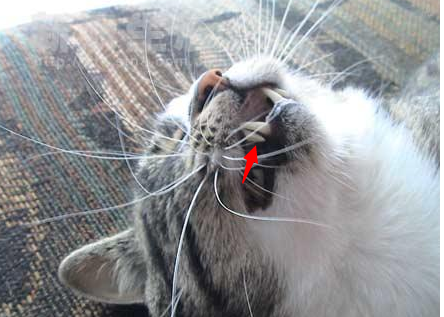 给猫喂药有哪些技巧? - 宠物饲养 - 知乎