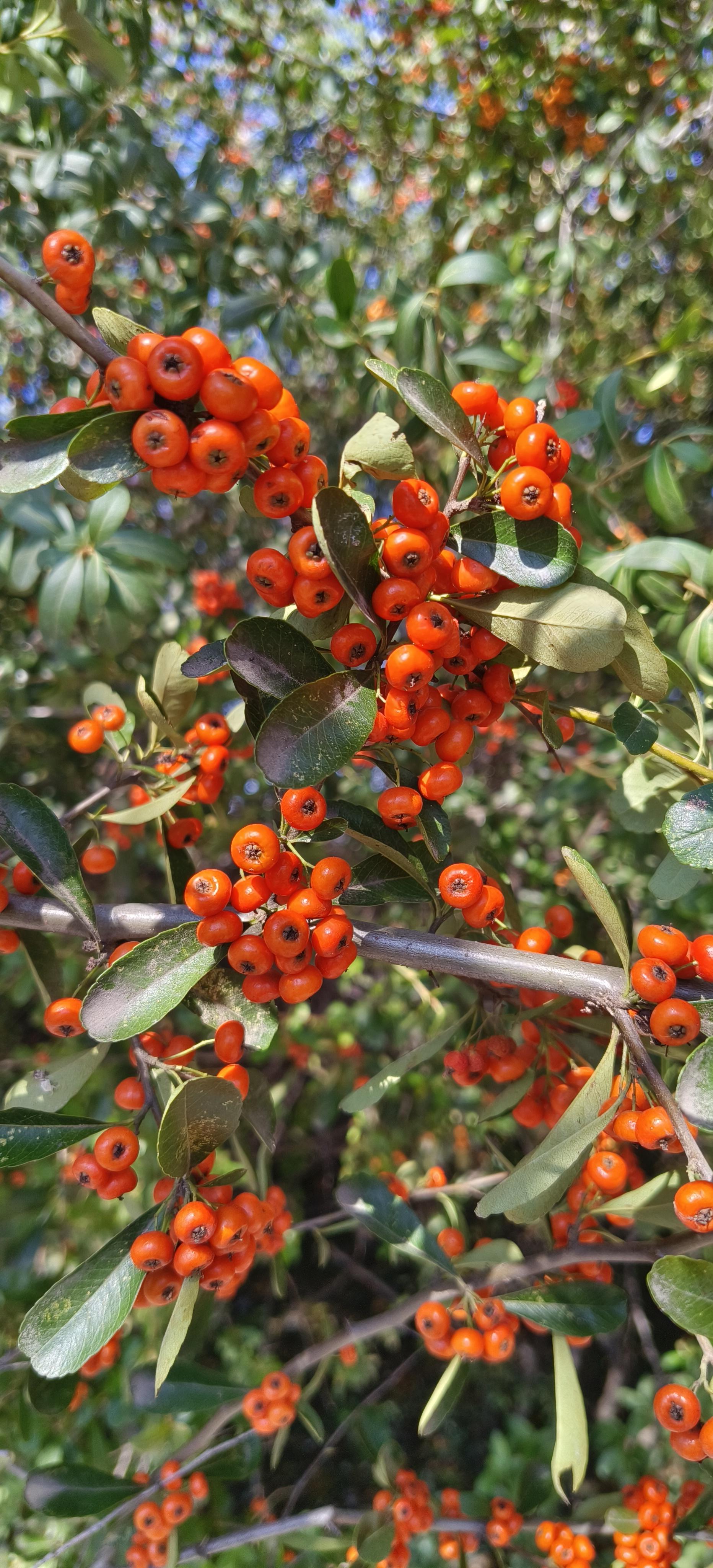小百科 的想法: 一片火棘果 | 原来居住的小区有棵火棘树,被修剪的