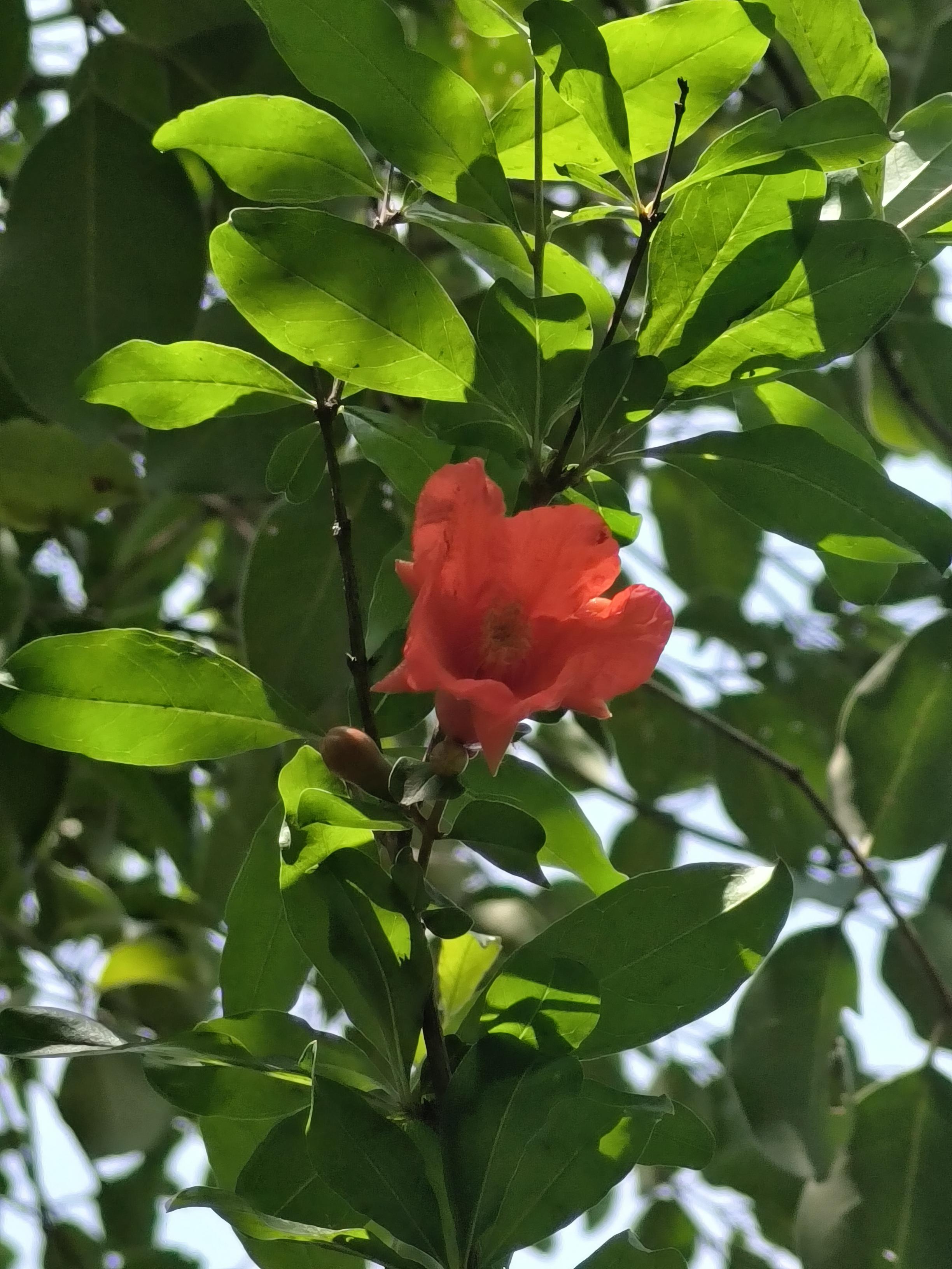 小小鱼 的想法: 石榴花开了